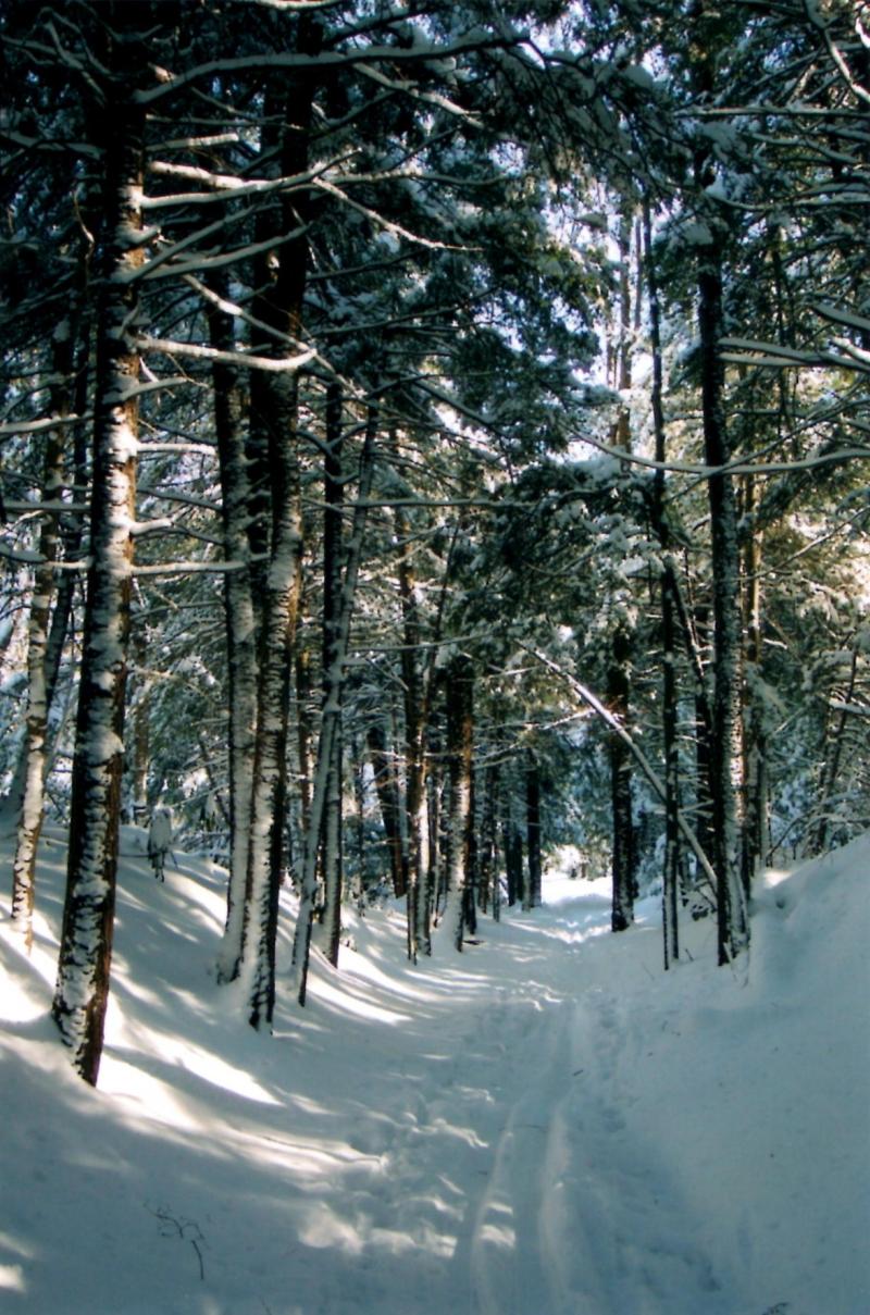 Spruce Trail